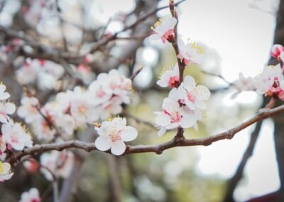 Les Elixirs Floraux (Fleurs de Bach)